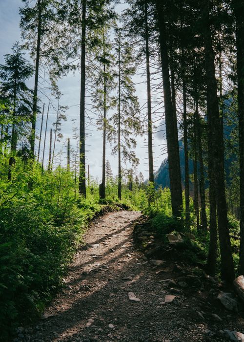 Free A tranquil forest path surrounded by towering trees, depicting natural beauty and peacefulness. Stock Photo