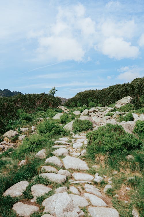 Kostenloses Stock Foto zu aktivität, außerorts, baum