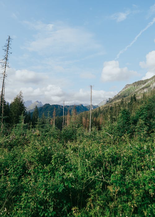 tatry, 가을, 경치의 무료 스톡 사진