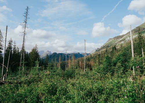 คลังภาพถ่ายฟรี ของ tatra, tatras, tatry