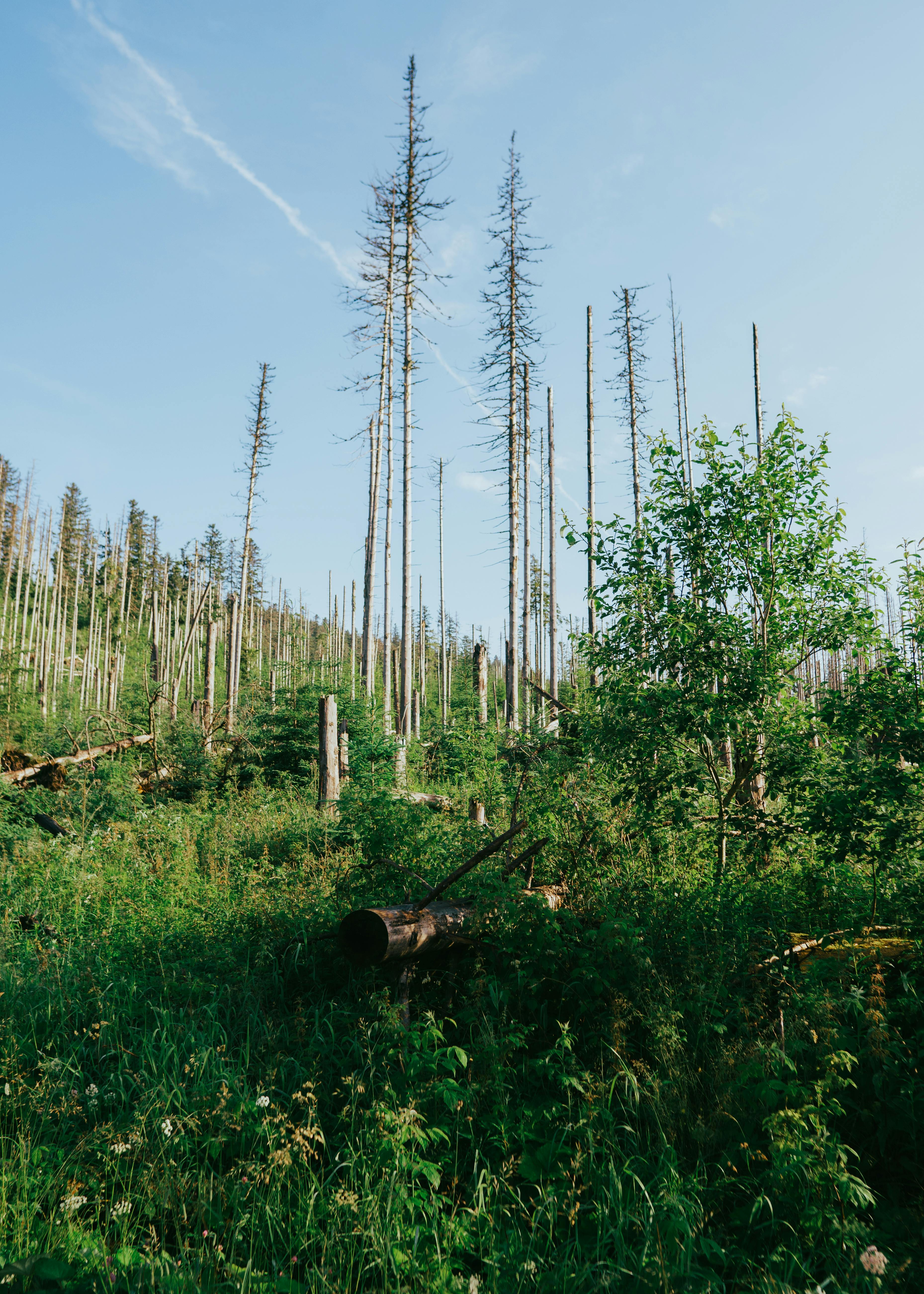 Lush green forest landscape with tall trees in Zakopane, showcasing natural beauty.