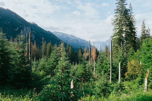 tatry, 경치, 나무의 무료 스톡 사진