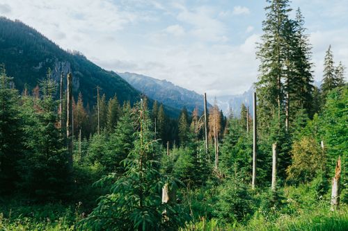 Free Vibrant forest landscape in Zakopane with the Tatra mountains in view, perfect for nature enthusiasts. Stock Photo