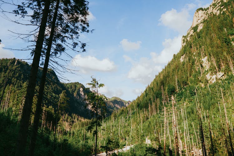 Protecting Nature: Environmental Impact of Mountain Trail Use  thumbnail