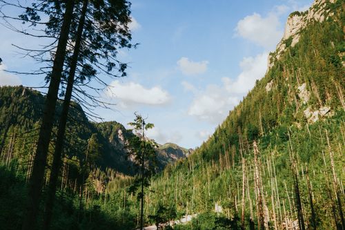 Free Scenic view of Tatra Mountain valley with towering conifer trees and rocky cliffs under a bright sky. Stock Photo