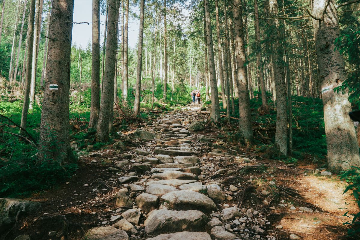 Rocky stone steps on a forest hiking trail