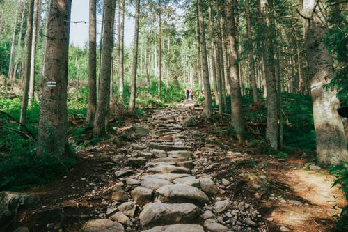 Free Discover a rocky forest hiking trail in the scenic Tatras of Poland. Ideal for nature enthusiasts. Stock Photo