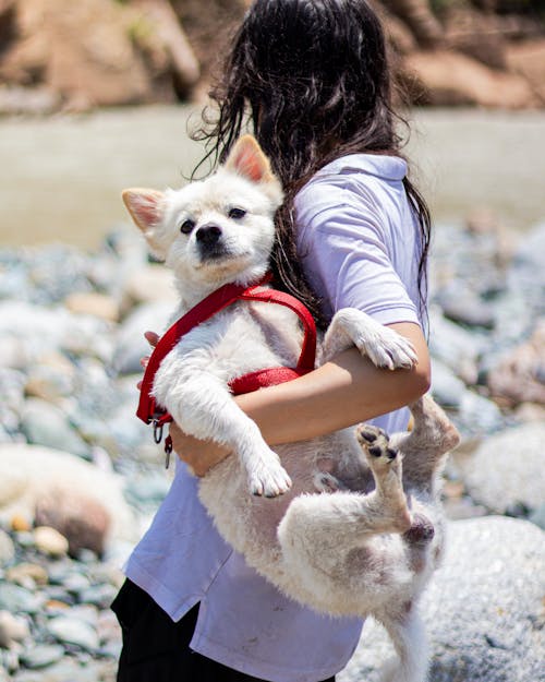 かわいい犬