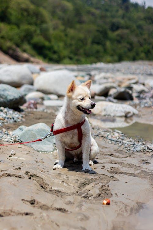 犬のポートレート