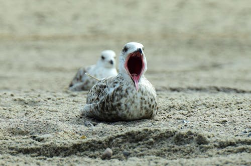 Primo Piano Dell'uccello Sulla Spiaggia