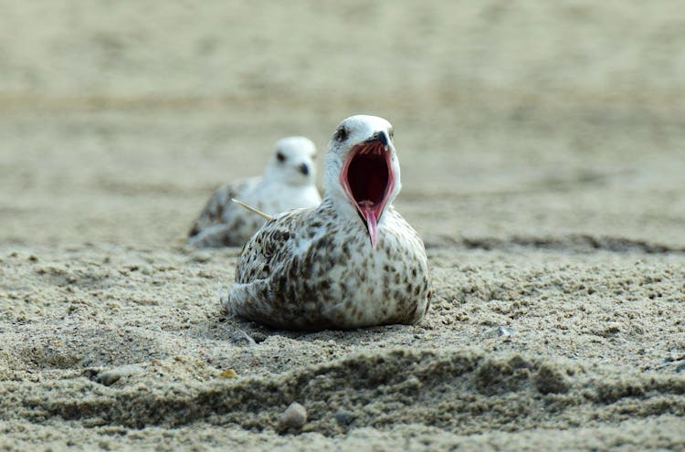 Close-up Of Bird On Beach