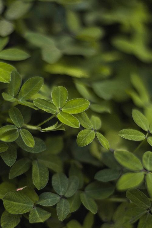 Free Detailed close-up of green leaves with natural texture showcasing dense foliage and vibrant greenery. Stock Photo