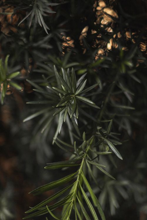 Free Detailed close-up of evergreen needles with soft lighting and shadow play, capturing nature's intricate beauty. Stock Photo