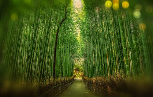 Vista Panoramica Di Alberi Di Bambù