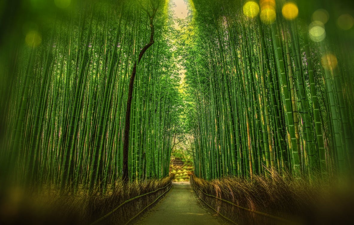Free Scenic View of Bamboo Trees Stock Photo
