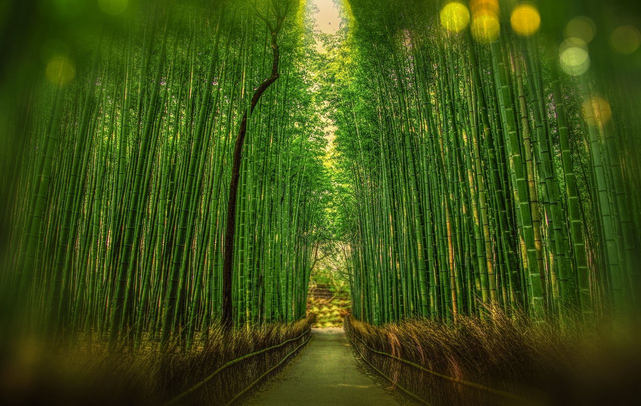 tranquil bamboo forest with a pathway leading into sunrise light showc