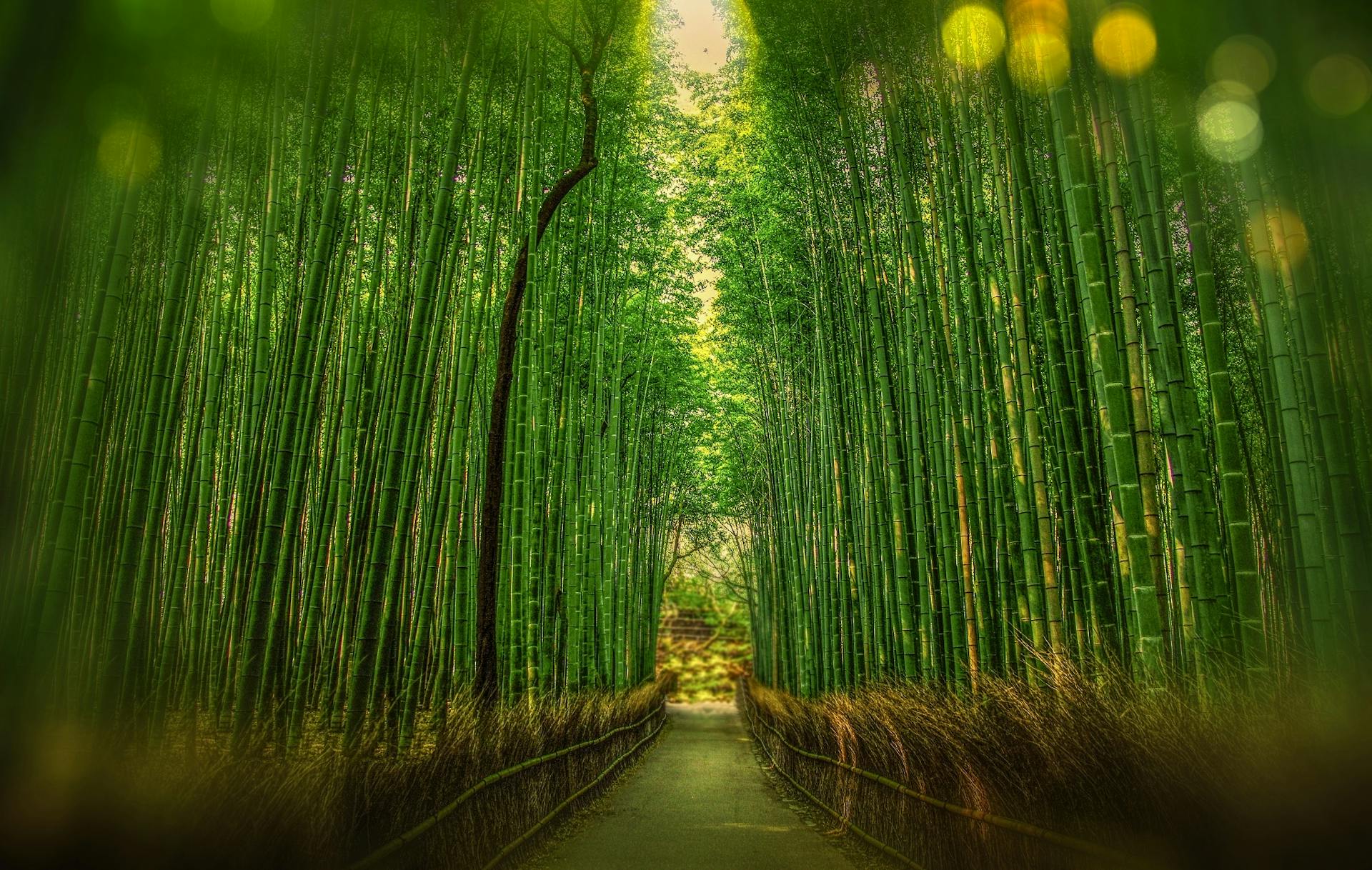 Scenic View of Bamboo Trees