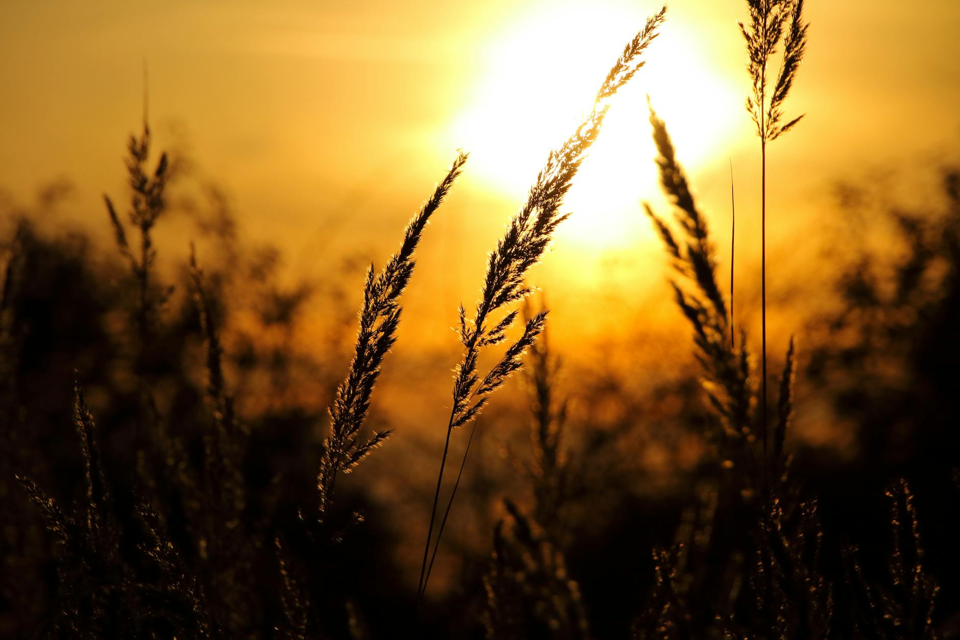 在美丽的蓬松云彩的美丽的麦田有晚上日落背景。高清摄影大图-千库网