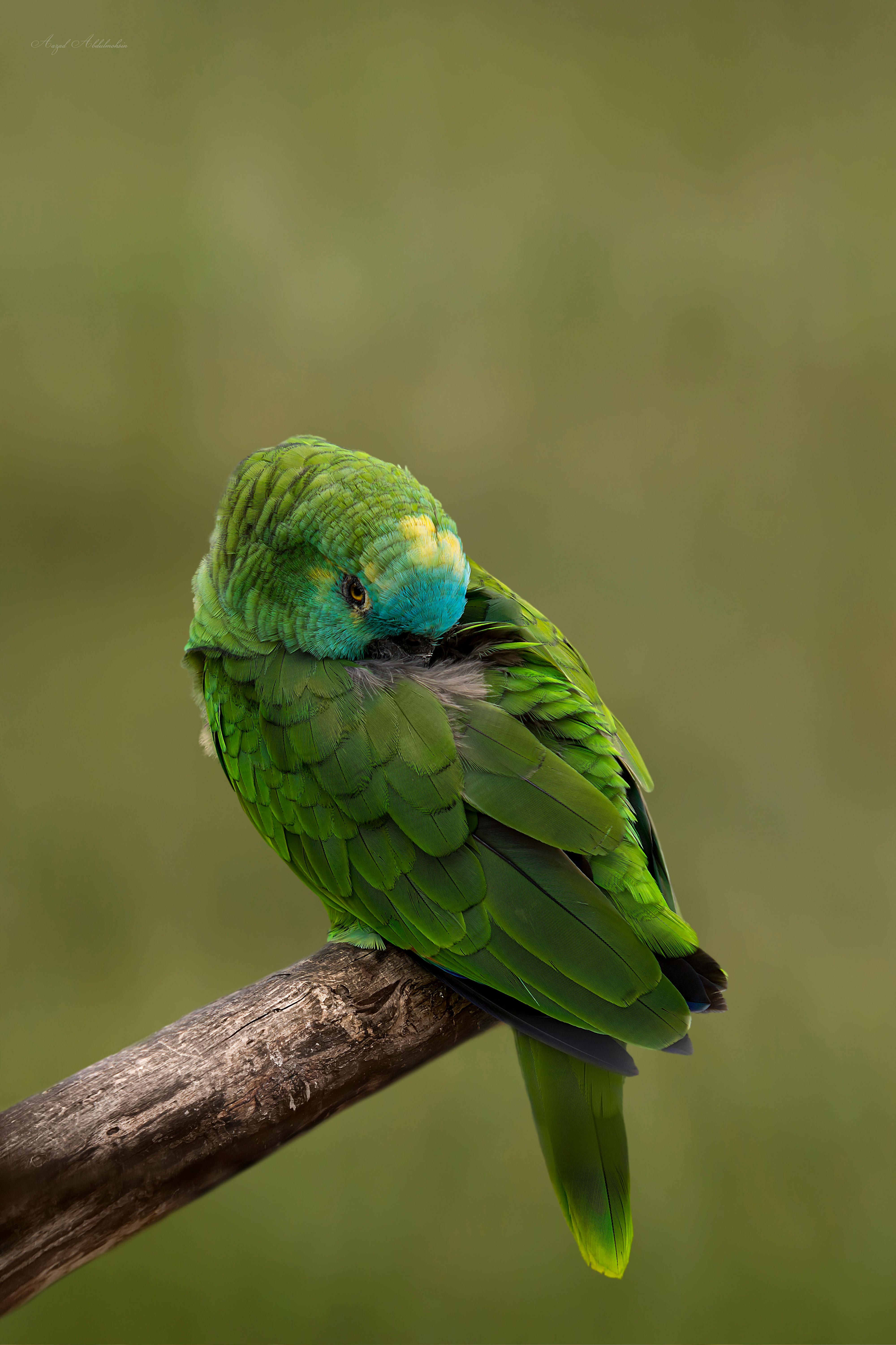 Green Bird Perched on Brown Branch · Free Stock Photo
