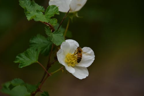 Foto d'estoc gratuïta de abella en flor, abelles, flor