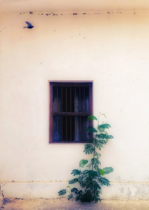 Foto stok gratis bingkai jendela, dekorasi dinding, jendela melengkung