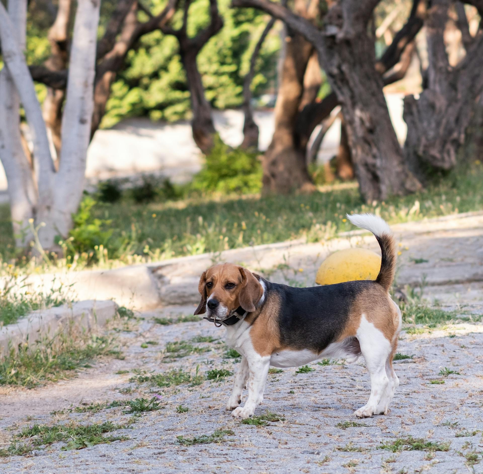 Foto van een beagle die in het park wandelt