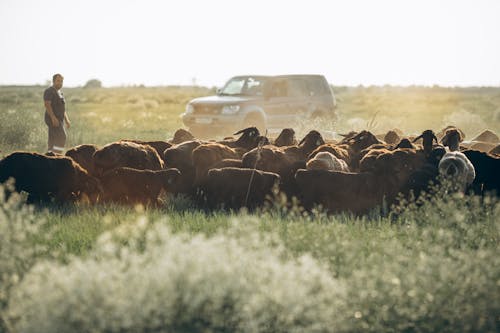 A man is standing in the middle of a field with cattle