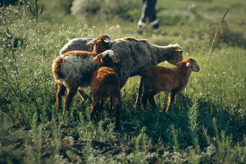 Бесплатное стоковое фото с дикая природа, домашний скот, животное