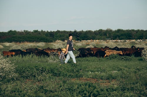 A man walking through a field with cows