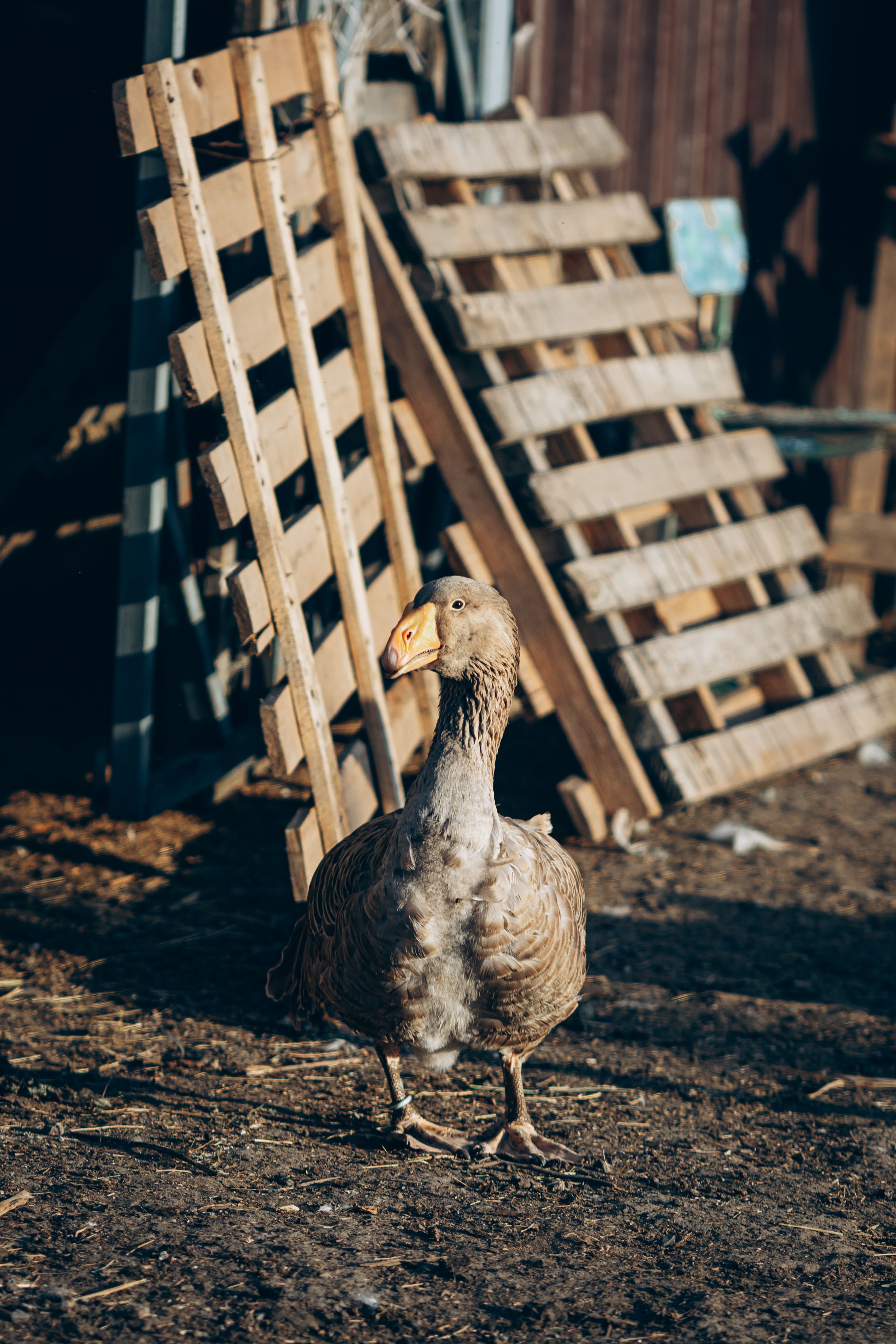 A domestic goose stands in a rustic farmyard setting bathed in sunlight.