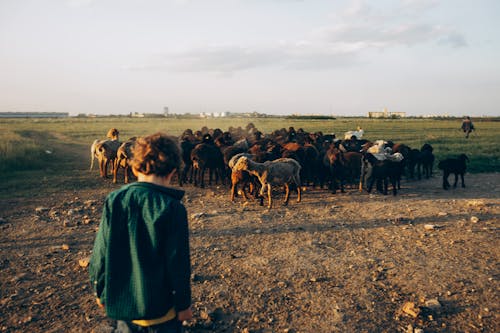 A boy stands in front of a herd of cattle
