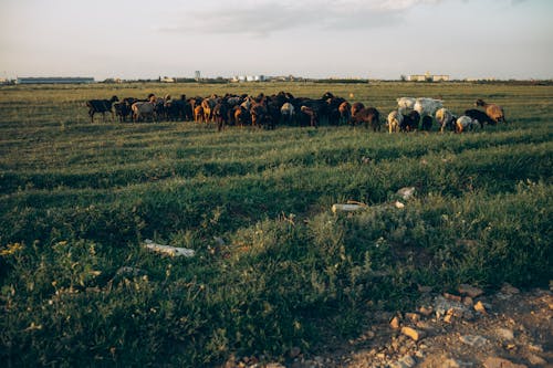 A herd of cows standing in a field
