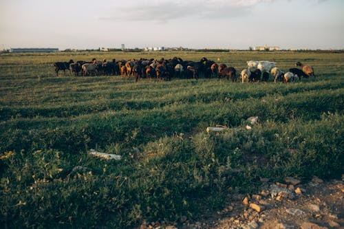 Fotobanka s bezplatnými fotkami na tému cicavec, črieda, dobytok