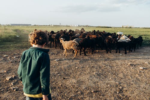A boy is standing in front of a herd of sheep