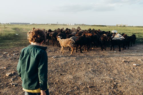 Foto d'estoc gratuïta de adult, agricultura, animal