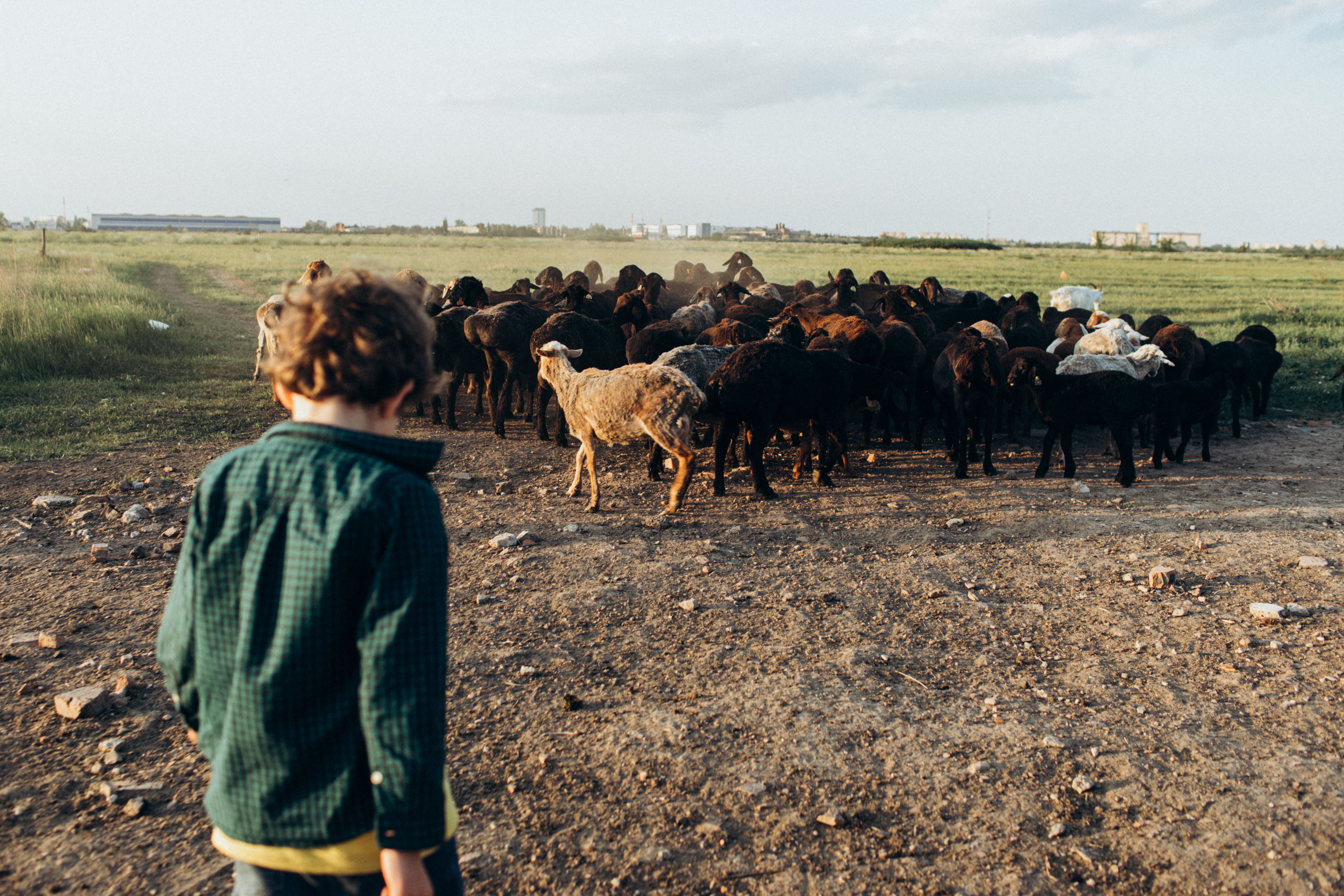 Boy in Shirt with Flock of Sheep · Free Stock Photo