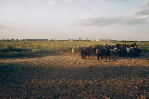 A herd of horses standing in a field