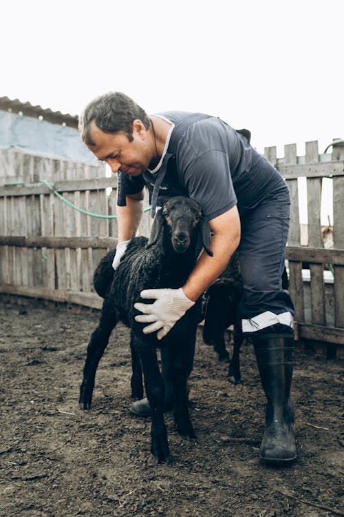 Foto d'estoc gratuïta de adult, animal, bestiar