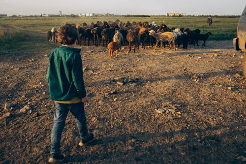 Δωρεάν στοκ φωτογραφιών με cowman, αγελάδα, αγόρι