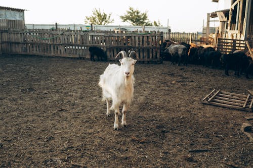 Foto d'estoc gratuïta de agricultura, animal, bestiar