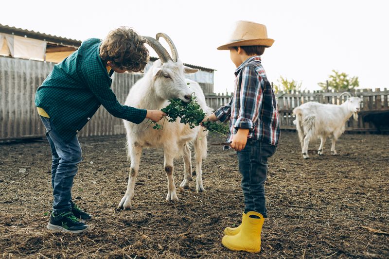 Two boys feeding goats on a farm