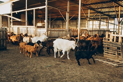 A herd of goats in a barn