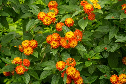 Free Close-up of vibrant orange and yellow lantana flowers with lush green foliage. Stock Photo