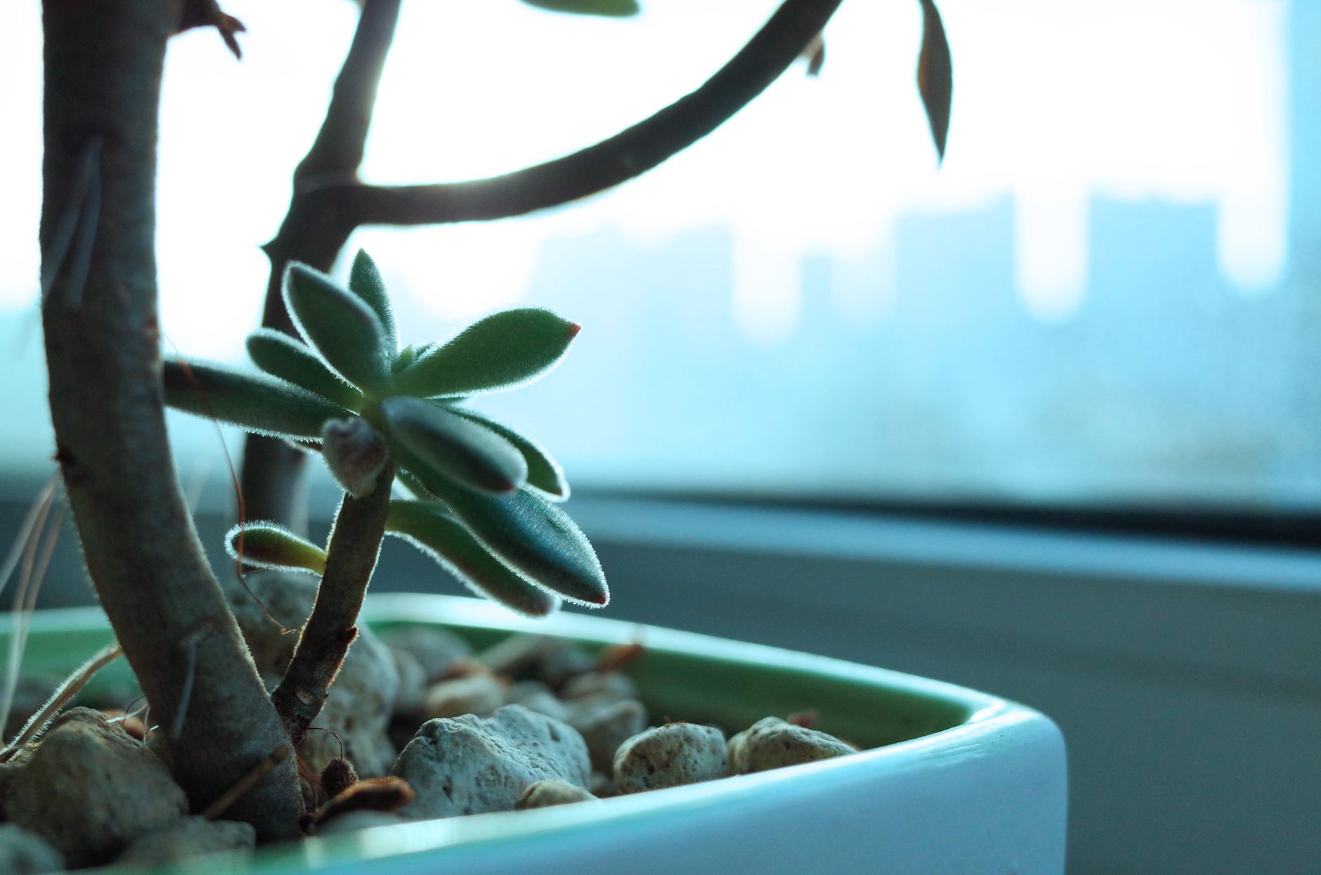 A succulent plant in focus on a windowsill, basking in natural light.