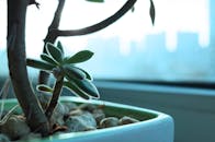 窗台上，一株多汁植物沐浴在自然光线中