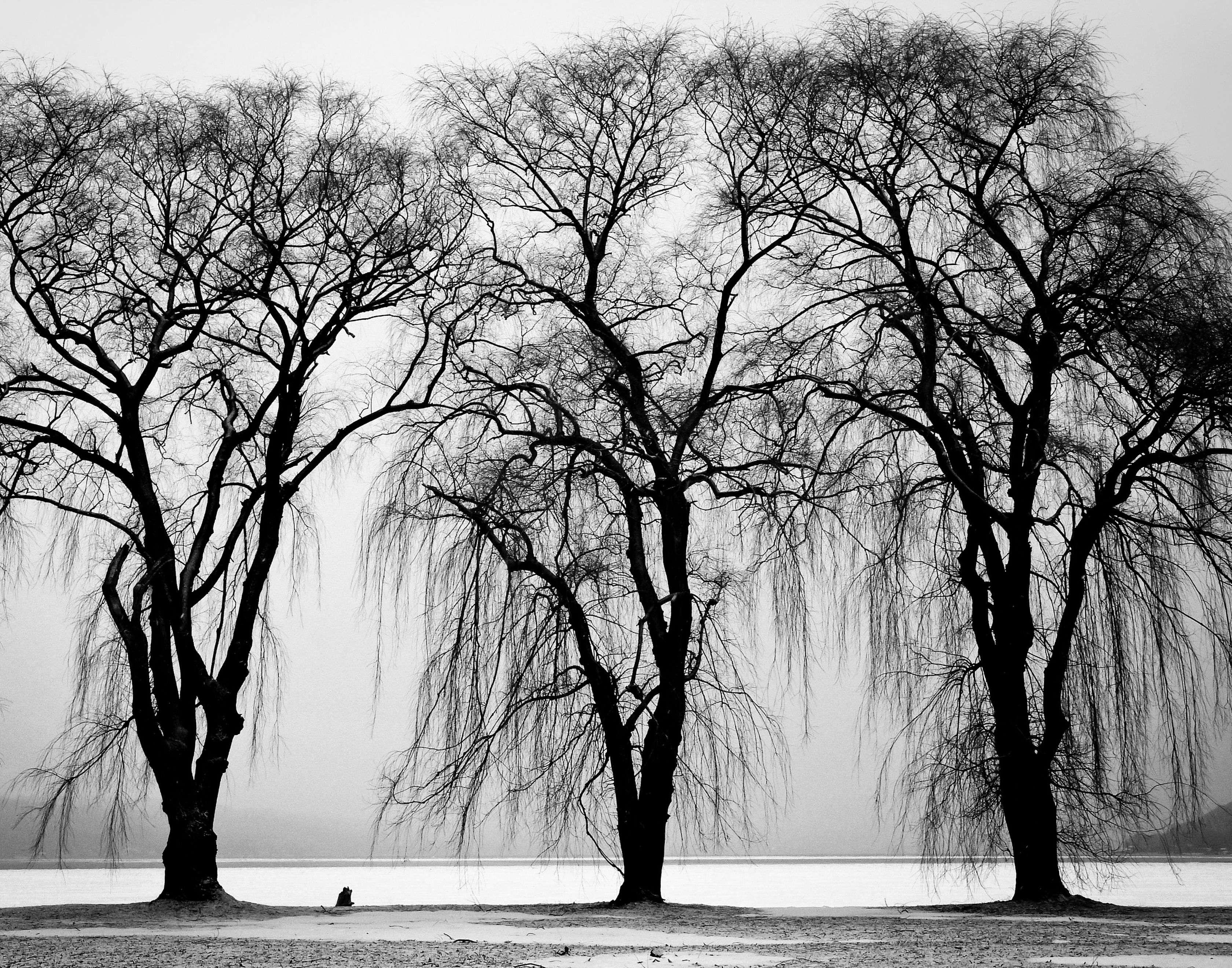 Three Black Trees Free Stock Photo