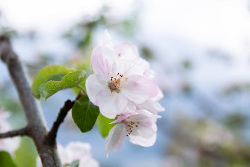 ветка, フラワーズ, 咲くの無料の写真素材