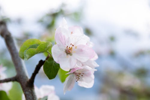 Kostenloses Stock Foto zu blätter, blühen, blume