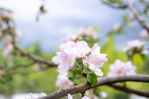 Kostenloses Stock Foto zu blätter, blühen, blume