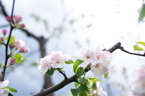ветка, フラワーズ, 咲くの無料の写真素材